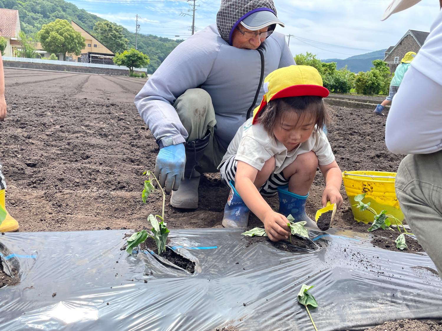 芋の苗を植えました